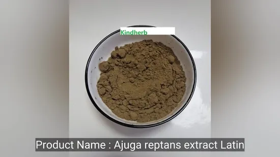 Extracto de hierba natural Ajuga Reptans 4:1 para el cuidado de la salud