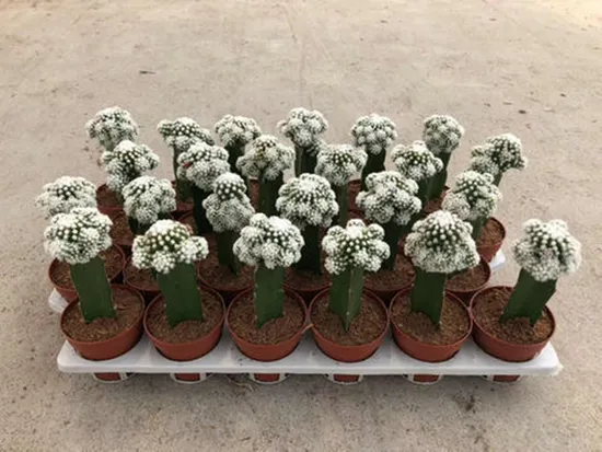 Planta de cactus Mammillaria Vetula Ssp. Decoración de plantas vivas de Cactus Gracilis para el hogar al por mayor
